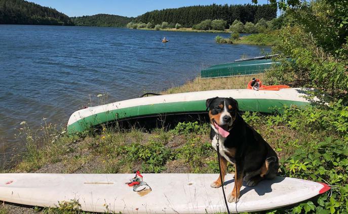 Ein Paradies (auch) für Hunde